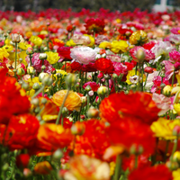 Ranonkel mix - afbeelding 3