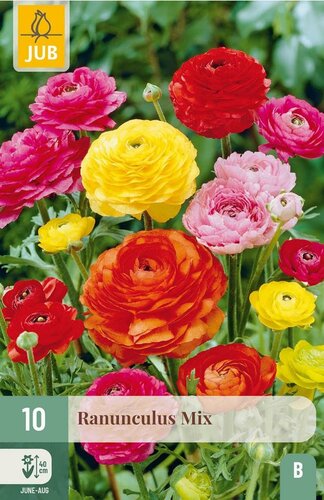 Ranonkel mix - afbeelding 2