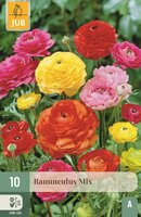 Ranonkel mix