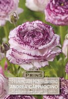 Prins Ranonkel Cappuccino 10 knollen