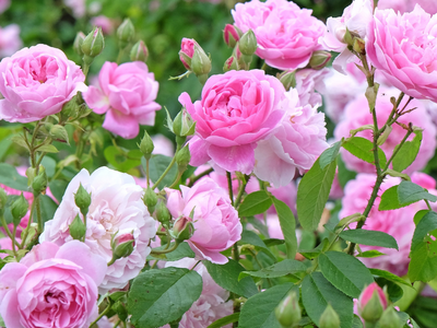 Rozen