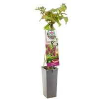 Rubus 'Loganberry' kruising tussen braam, framboos - afbeelding 1