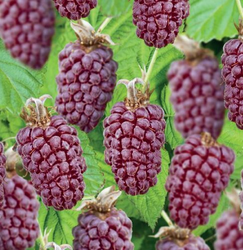 Rubus 'Loganberry' kruising tussen braam, framboos - afbeelding 2