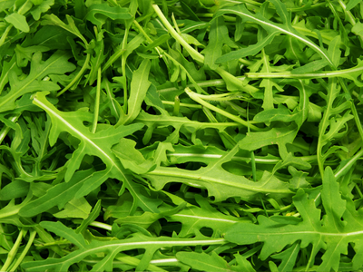Rucola / Raketkruid