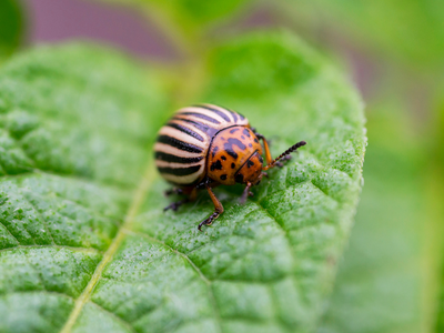 Rupsen, kevers en insecten