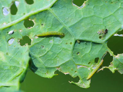 Rupsen, kevers / insecten