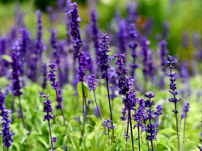 Salvia