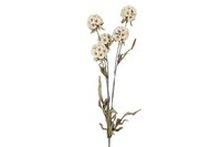 Countryfield zijden Scabiosa 81 cm creme