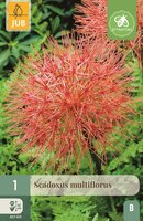 Scadoxus multiflorus