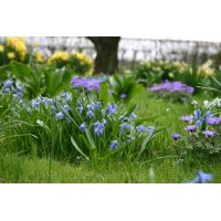 Scilla siberica 20 bollen - afbeelding 2