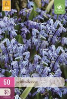 Scilla siberica 50 bollen - afbeelding 1
