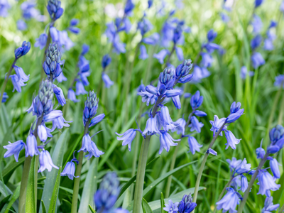 Scilla (sterhyacint)