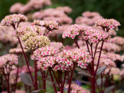 Sedum / vetkruid