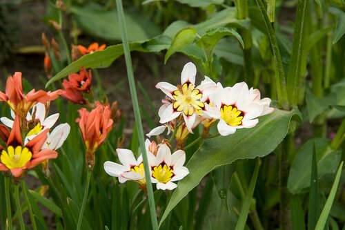 Sparaxis mix - afbeelding 2