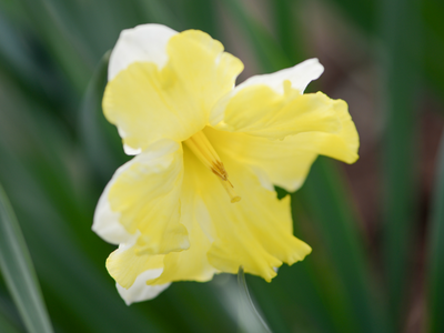 Spleetkronige narcissen