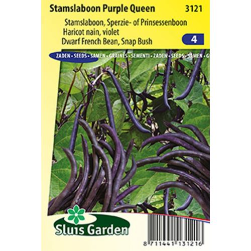 Stamslaboon Purple Queen