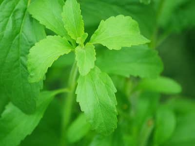 Stevia zaden