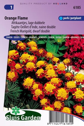 Tagetes Patula zaden Orange Flame afrikaan