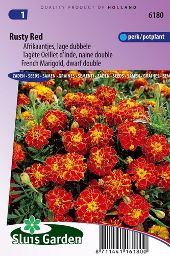 Tagetes Patula zaden Rusty Red afrikaantje