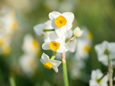 Tazetta narcissen