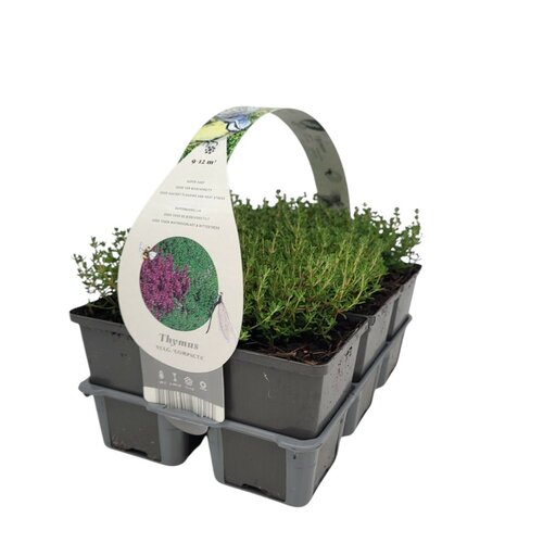 Thymus vulg. 'Compacta' - Echte tijm