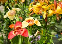 Tigridia pavonia mix - afbeelding 2