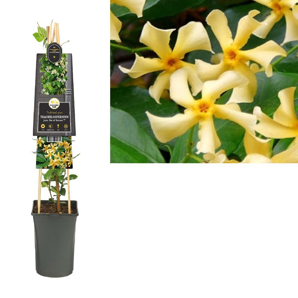 Toscaanse Jasmijn Trachelospermum Jasminoides Star of Toscane PBR 75 cm klimplant