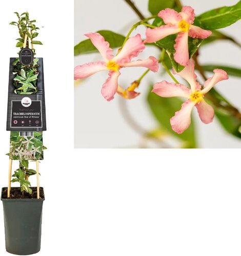 Trachelospermum asiaticum Star of Milano - Toscaanse jasmijn