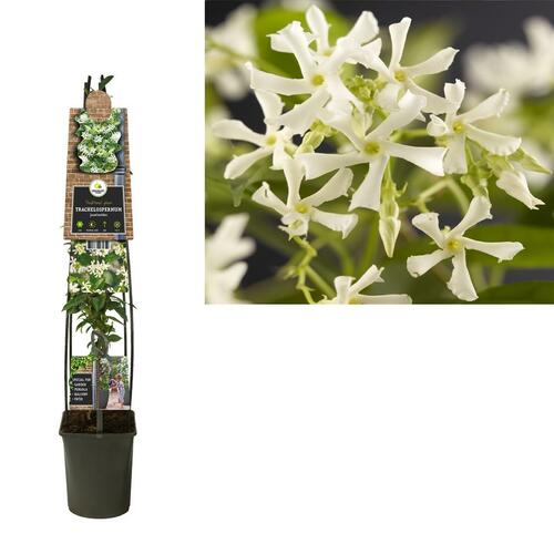 Trachelospermum jasminoides L - Toscaanse jasmijn