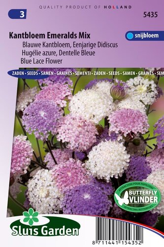 Trachymene Caeruleus zaden Kantbloem mix