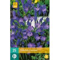 Triteleia corrina 25 bollen - afbeelding 1