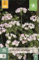 Triteleia hyacinthina