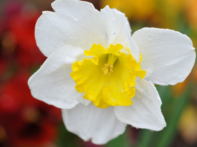 Trompet narcissen