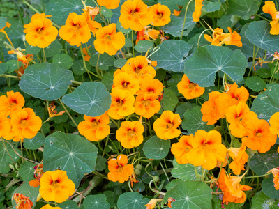 Tropaeolum / O. Indische kers