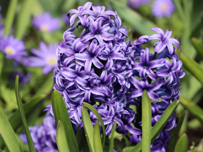 Tuin hyacinten