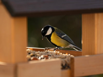 Tuin vogels