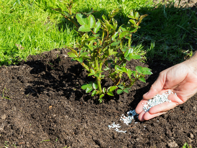 Tuinplanten voeding voor Bio tuin
