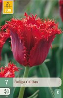 Tulp calibra 7 bollen