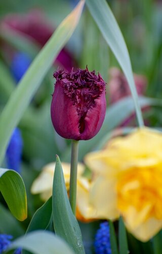 Tulp labrador 7 tulpenbollen - afbeelding 2
