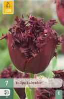 Tulp labrador 7 tulpenbollen - afbeelding 2