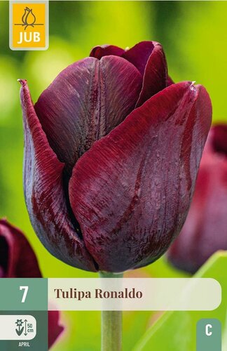 Tulp Ronaldo 7 bollen - afbeelding 1