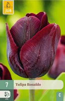 Tulp Ronaldo 7 bollen - afbeelding 2