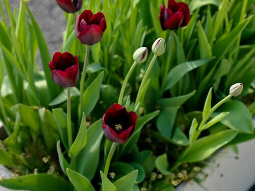 Tulp Ronaldo 7 bollen - afbeelding 2