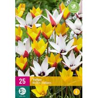 Tulp Belles tulipes mix 25 bollen