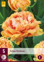 Tulp Brisbane 5 bollen - afbeelding 2