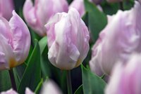 Tulp candy prince 7 bollen - afbeelding 2