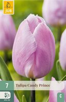 Tulp candy prince 7 bollen - afbeelding 2
