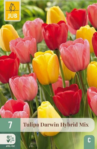 Tulipa Darwin Hybride Mix 7 bollen - afbeelding 1