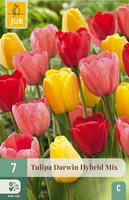 Tulipa Darwin Hybride Mix 7 bollen - afbeelding 1