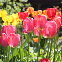 Tulipa Darwin Hybride Mix 7 bollen - afbeelding 2